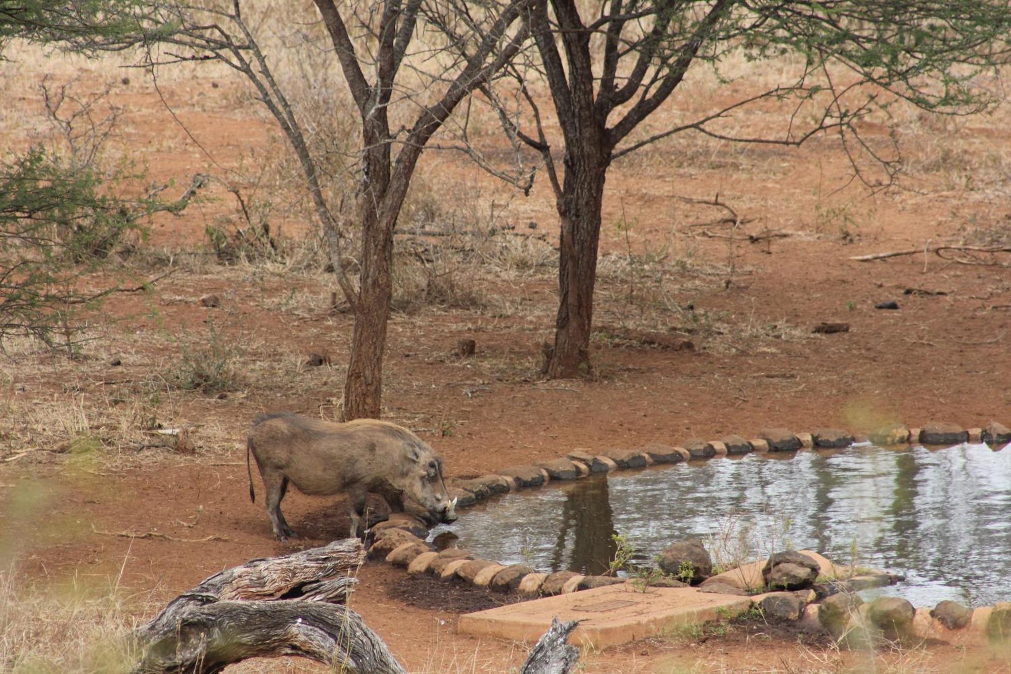 Khaya Ndlovu Safari Manor Villa Hoedspruit Ngoại thất bức ảnh